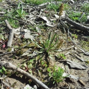 Plantago varia at Isaacs Ridge - 16 Sep 2015