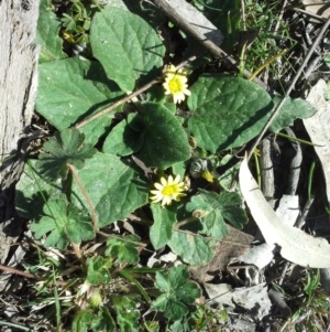 Cymbonotus sp. (preissianus or lawsonianus) at Isaacs Ridge - 16 Sep 2015