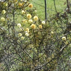 Acacia ulicifolia (Prickly Moses) at Isaacs Ridge - 16 Sep 2015 by Mike