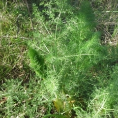 Foeniculum vulgare (Fennel) at Isaacs Ridge - 16 Sep 2015 by Mike