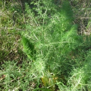 Foeniculum vulgare at Jerrabomberra, ACT - 16 Sep 2015