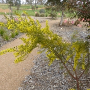 Acacia acinacea at Molonglo Valley, ACT - 19 Sep 2015