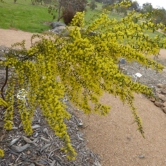 Acacia acinacea at Molonglo Valley, ACT - 19 Sep 2015 03:32 PM