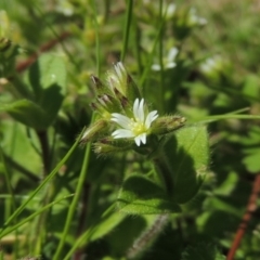 Cerastium vulgare (Mouse Ear Chickweed) at Pine Island to Point Hut - 16 Sep 2015 by michaelb