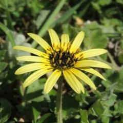 Arctotheca calendula (Capeweed, Cape Dandelion) at Tennent, ACT - 14 Sep 2015 by MichaelBedingfield