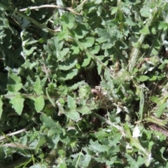 Arctotheca calendula at Tennent, ACT - 14 Sep 2015 02:36 PM