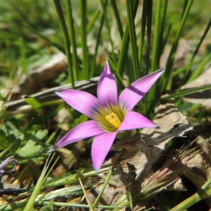 Romulea rosea var. australis at Conder, ACT - 16 Sep 2015