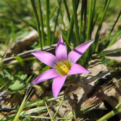 Romulea rosea var. australis (Onion Grass) at Conder, ACT - 16 Sep 2015 by MichaelBedingfield