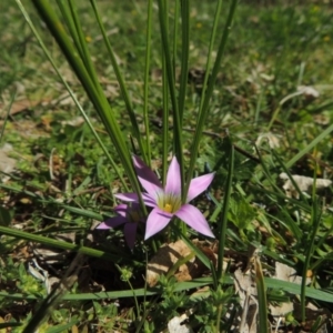 Romulea rosea var. australis at Conder, ACT - 16 Sep 2015