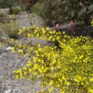 Acacia acinacea at Molonglo Valley, ACT - 17 Sep 2015