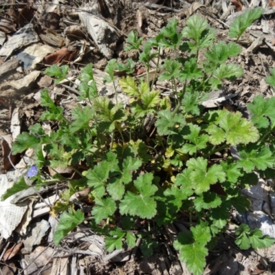 Erodium crinitum (Native Crowfoot) at Molonglo Valley, ACT - 17 Sep 2015 by galah681