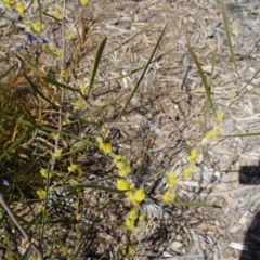 Acacia dawsonii (Dawson's Wattle) at Molonglo Valley, ACT - 17 Sep 2015 by galah681