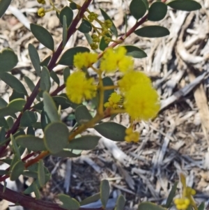 Acacia buxifolia subsp. buxifolia at Molonglo Valley, ACT - 17 Sep 2015 12:02 PM