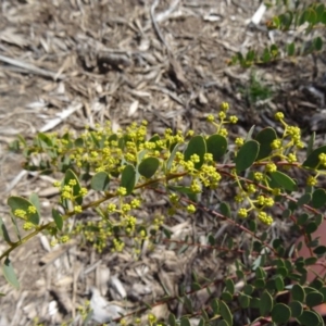 Acacia buxifolia subsp. buxifolia at Molonglo Valley, ACT - 17 Sep 2015 12:02 PM