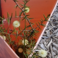 Acacia ulicifolia (Prickly Moses) at Molonglo Valley, ACT - 17 Sep 2015 by galah681