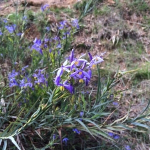 Stypandra glauca at Hackett, ACT - 20 Sep 2015