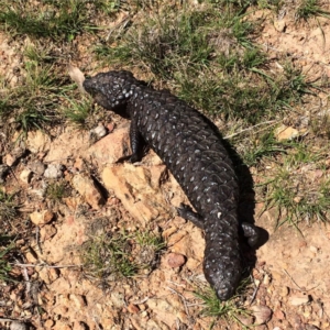 Tiliqua rugosa at Hackett, ACT - 20 Sep 2015 08:14 PM