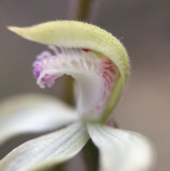 Caladenia ustulata (Brown Caps) at Acton, ACT - 20 Sep 2015 by JasonC