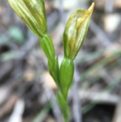 Bunochilus umbrinus (Broad-sepaled Leafy Greenhood) at Acton, ACT - 20 Sep 2015 by JasonC