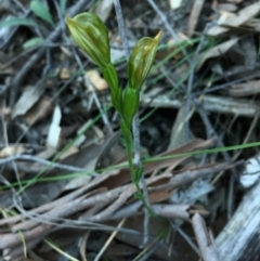 Bunochilus umbrinus (ACT) = Pterostylis umbrina (NSW) at suppressed - suppressed