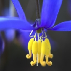 Stypandra glauca (Nodding Blue Lily) at Acton, ACT - 20 Sep 2015 by JasonC