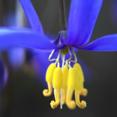 Stypandra glauca (Nodding Blue Lily) at Acton, ACT - 20 Sep 2015 by JasonC