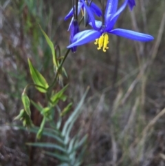 Stypandra glauca at Acton, ACT - 20 Sep 2015