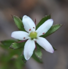 Rhytidosporum procumbens (White Marianth) at Acton, ACT - 20 Sep 2015 by JasonC