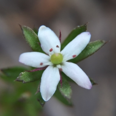 Rhytidosporum procumbens (White Marianth) at Acton, ACT - 20 Sep 2015 by JasonC