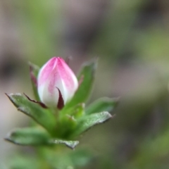 Rhytidosporum procumbens at Acton, ACT - 20 Sep 2015