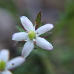 Rhytidosporum procumbens at Acton, ACT - 20 Sep 2015