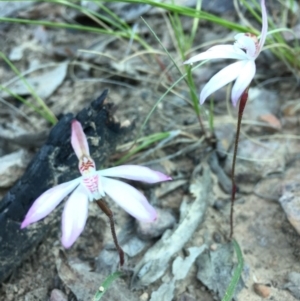 Caladenia fuscata at Acton, ACT - 20 Sep 2015