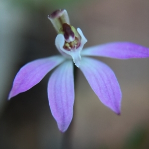 Caladenia fuscata at Acton, ACT - suppressed