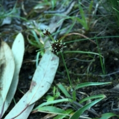 Luzula densiflora at Acton, ACT - 20 Sep 2015 09:11 PM