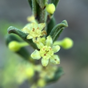 Phyllanthus occidentalis at Acton, ACT - 20 Sep 2015