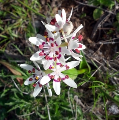 Wurmbea dioica subsp. dioica (Early Nancy) at Curtin, ACT - 19 Sep 2015 by NathanaelC