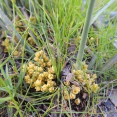 Lomandra bracteata (Small Matrush) at Tennent, ACT - 19 Sep 2015 by MichaelBedingfield