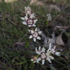 Wurmbea dioica subsp. dioica (Early Nancy) at Tennent, ACT - 19 Sep 2015 by michaelb