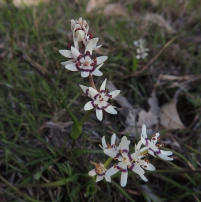 Wurmbea dioica subsp. dioica (Early Nancy) at Tennent, ACT - 19 Sep 2015 by MichaelBedingfield