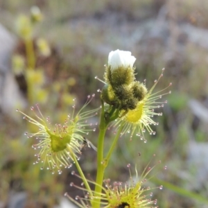 Drosera gunniana at Tennent, ACT - 19 Sep 2015