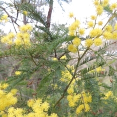 Acacia decurrens at Tennent, ACT - 19 Sep 2015 06:13 PM