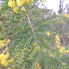 Acacia decurrens at Tennent, ACT - 19 Sep 2015