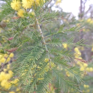 Acacia decurrens at Tennent, ACT - 19 Sep 2015 06:13 PM