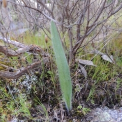 Caladenia parva (Brown-clubbed Spider Orchid) at Tennent, ACT - 19 Sep 2015 by michaelb