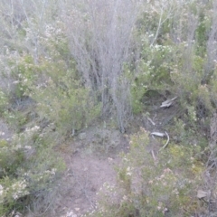 Caladenia parva at Tennent, ACT - 19 Sep 2015