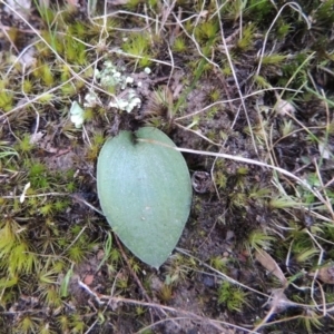 Eriochilus cucullatus at Tennent, ACT - suppressed