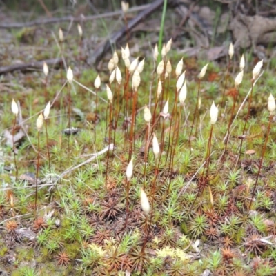 Polytrichum at Tennent, ACT - 19 Sep 2015 by MichaelBedingfield