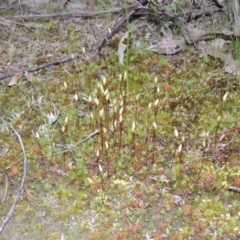 Polytrichum at Tennent, ACT - 19 Sep 2015