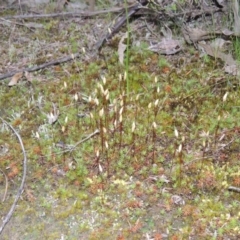 Polytrichum at Tennent, ACT - 19 Sep 2015 07:00 PM