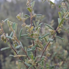 Pomaderris angustifolia (Pomaderris) at Tennent, ACT - 19 Sep 2015 by michaelb